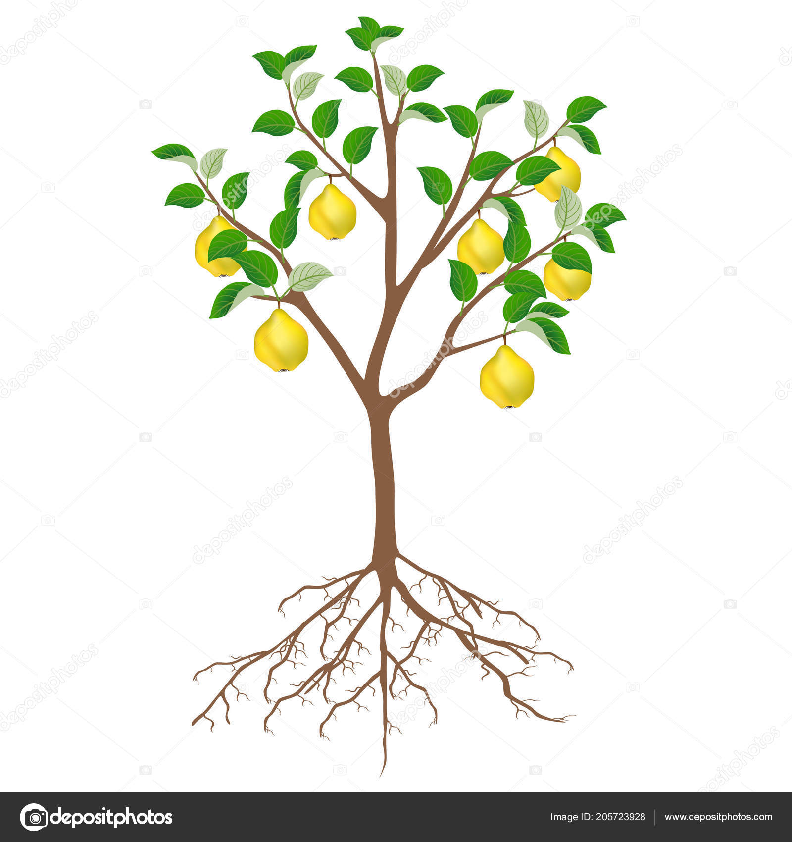 Дерево с корнем и фруктами
