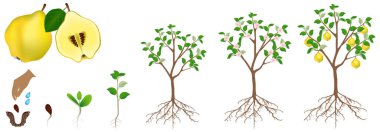 Beyaz bir arka plan üzerinde bir büyüme döngüsünün bir ayva bitkinin izole.