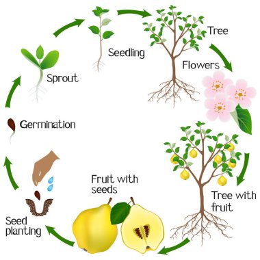 Beyaz arka plan üzerinde izole bir ayva bitki büyüme döngüsü.