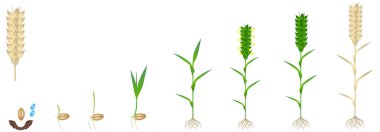 Beyaz zemin üzerinde bir buğday bitkisinin büyüme döngüsü.