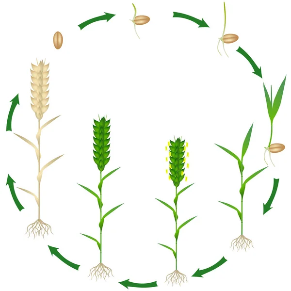 Ciclo Vita Una Pianta Grano Fondo Bianco — Vettoriale Stock