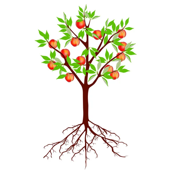 Baum Mit Pfirsichen Und Wurzeln Auf Weißem Hintergrund — Stockvektor