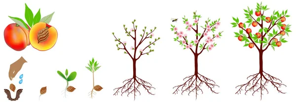 Ciclo Crecimiento Una Planta Melocotón Aísla Sobre Fondo Blanco — Archivo Imágenes Vectoriales