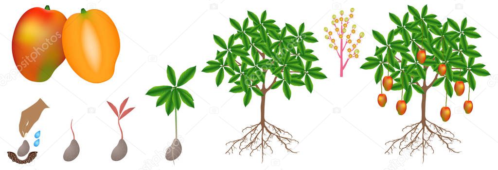 Growth Cycle Mango Plant Isolated White Background Royalty Free Stock Illustrations