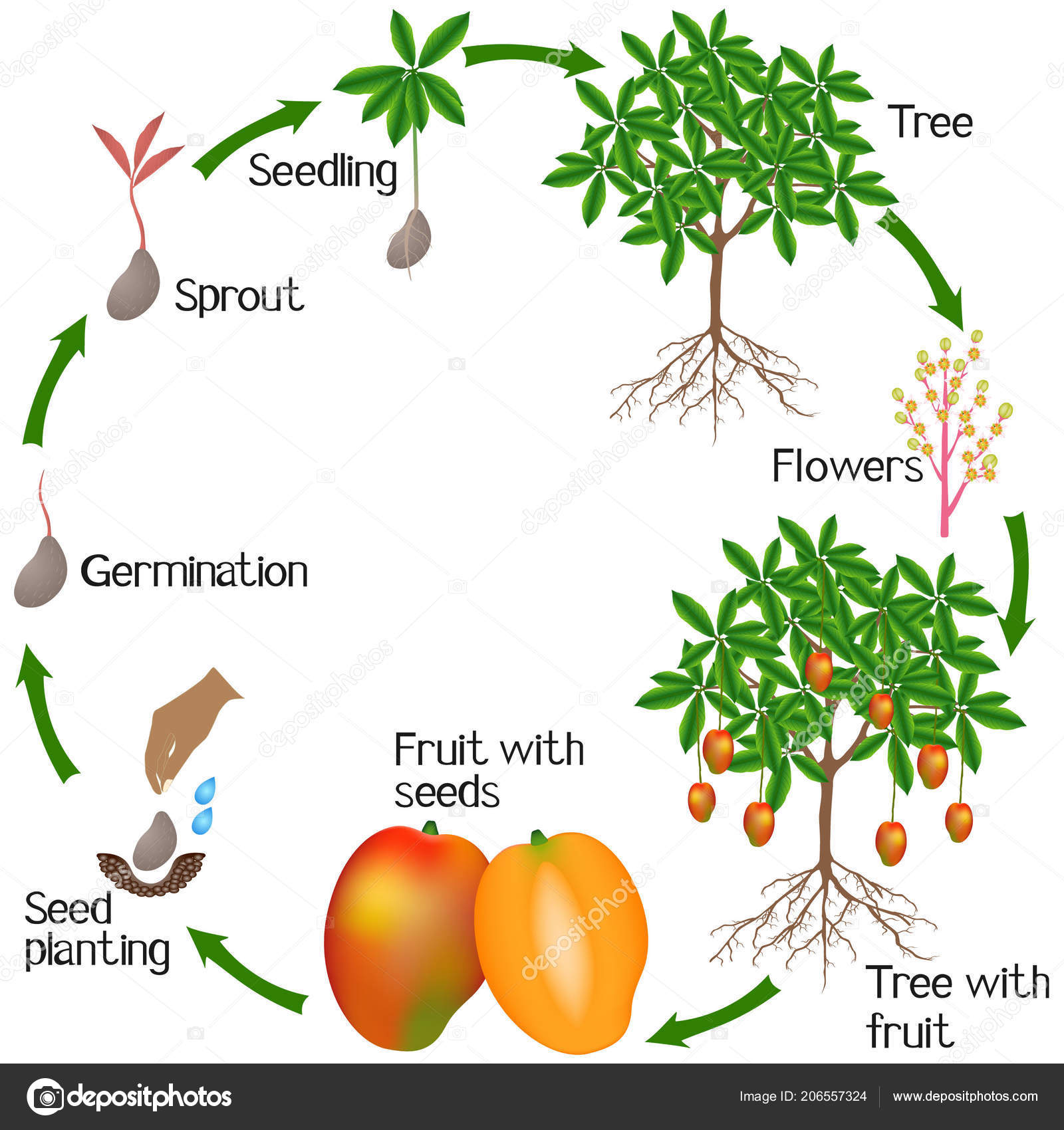 Life Cycle Mango Seed Growing Stages Life Cycle Mango Seed Growing Stages