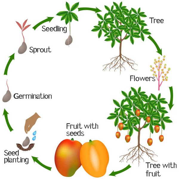 Ciclo Crecimiento Una Planta Mango Aislado Sobre Fondo Blanco — Vector de stock