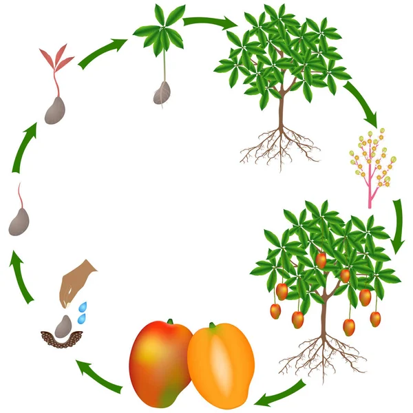 Life Cycle Mango Plant White Background Royalty Free Stock Illustrations