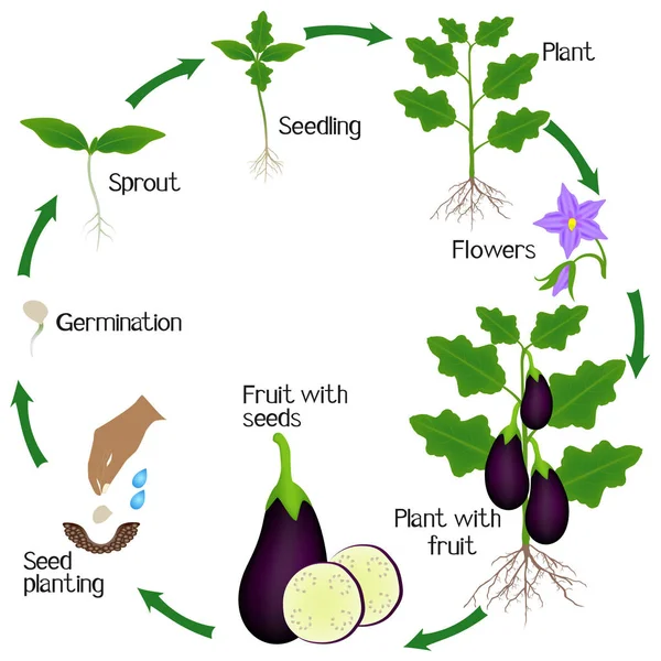 白い背景に分離されたナスの生育のサイクル — ストックベクタ