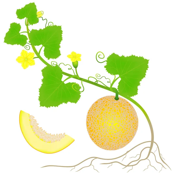 Φυτό Του Κίτρινο Πεπόνι Ρίζες Που Απομονώνονται Λευκό Φόντο — Διανυσματικό Αρχείο