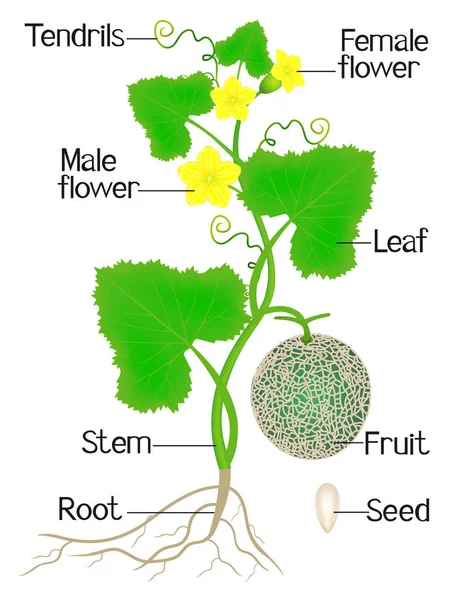 Part Cantaloupe Melon Plant White Background — Stock Vector