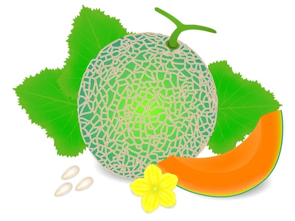 Melón Melón Con Una Rebanada Hojas Una Flor Amarilla Semillas — Vector de stock