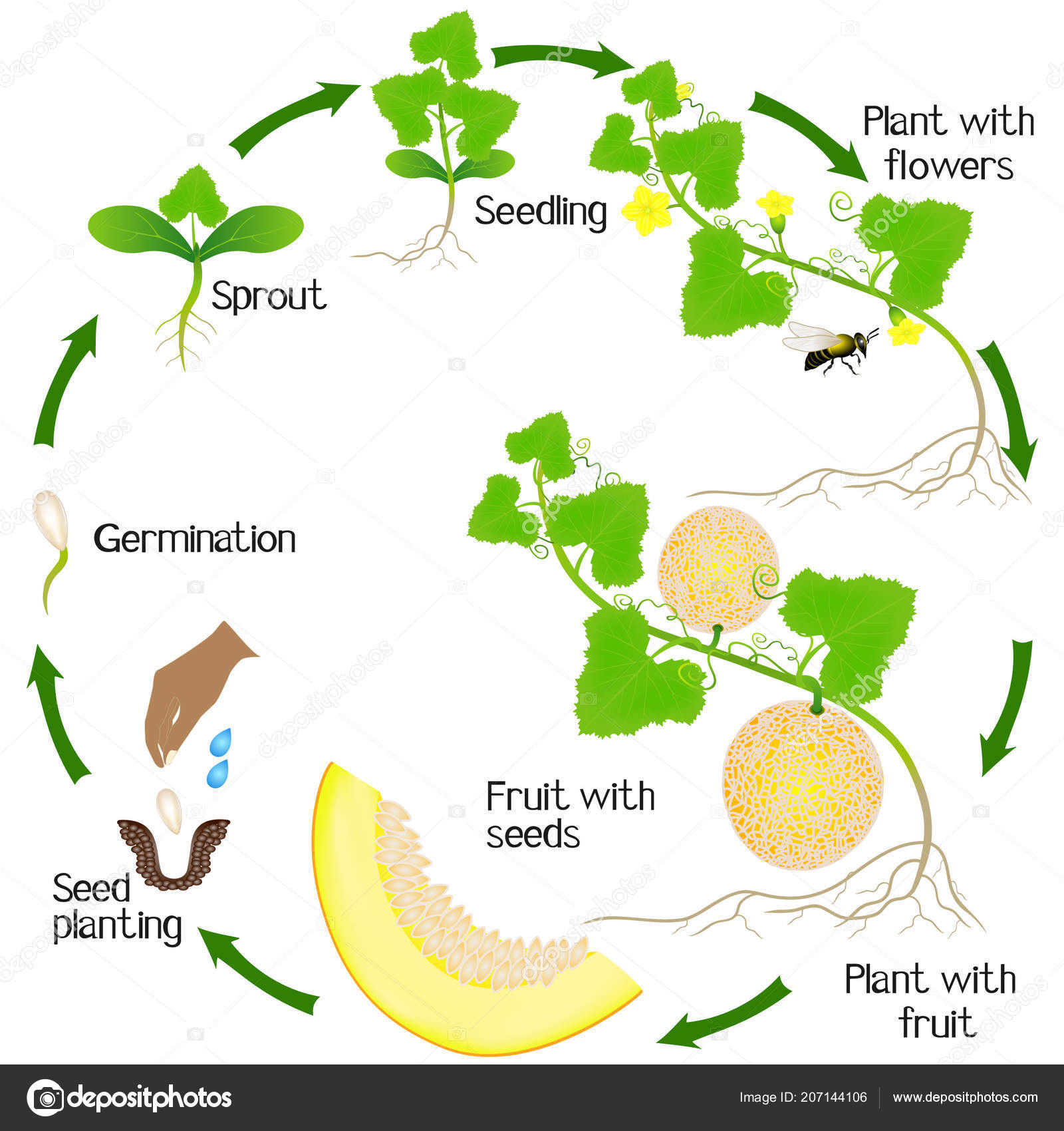 Growth Cycle Yellow Melon Plant White Background Stock Vector Image by