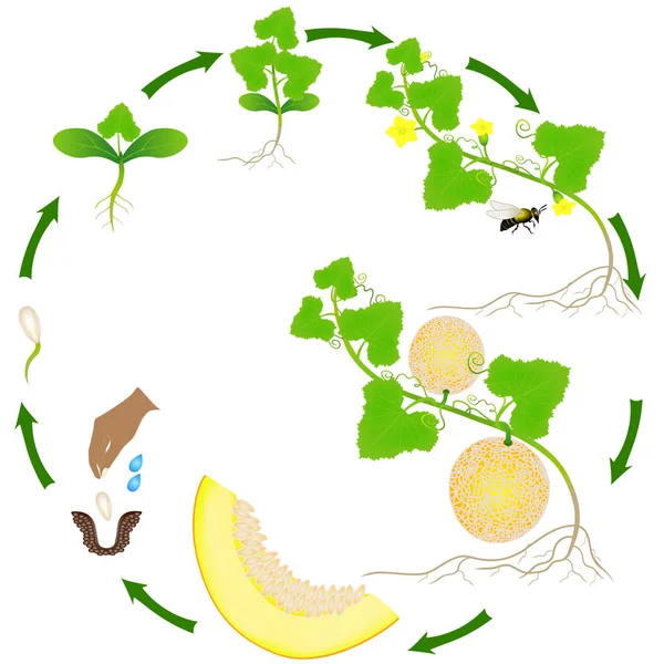 Levenscyclus Van Een Gele Meloen Plant Een Witte Achtergrond — Stockvector