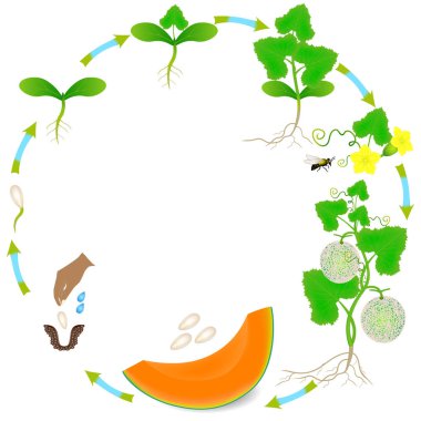 Beyaz zemin üzerinde bir kavun karpuz bitkinin yaşam döngüsü.