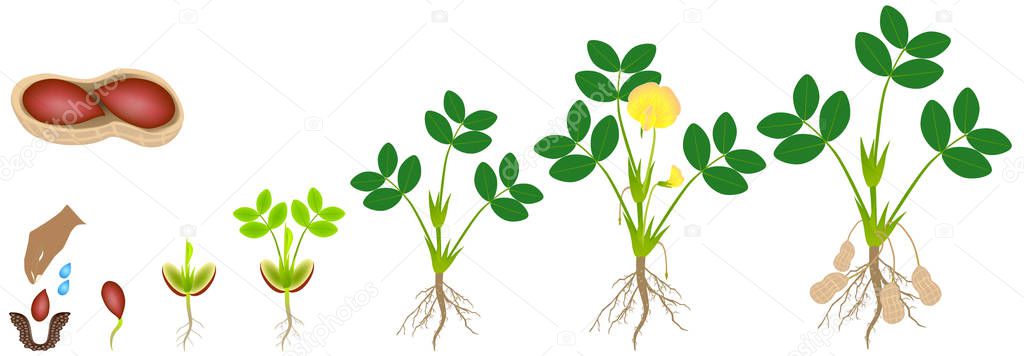 Cycle of growth of a plant of a peanut isolated on a white background.