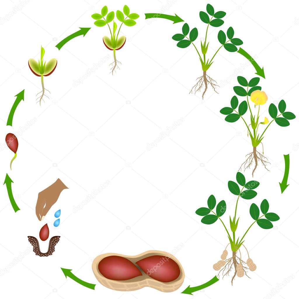 Life cycle of a peanut plant on a white background.