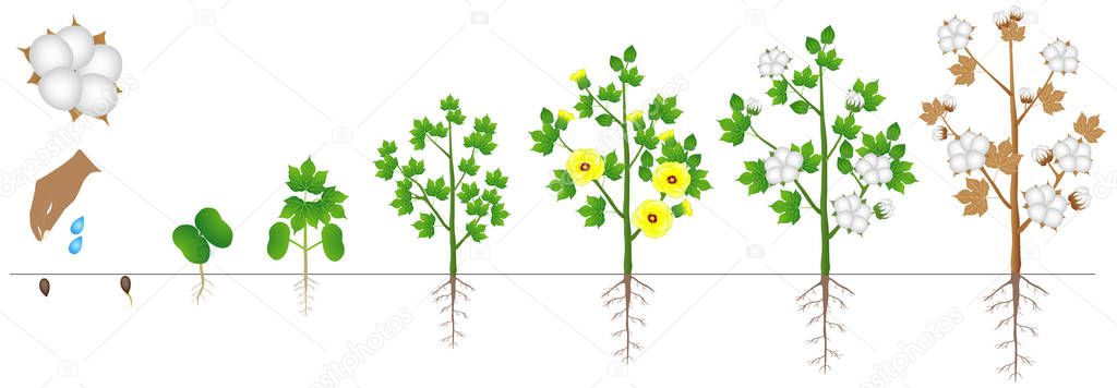 Cycle of growth of a plant of a cotton isolated on a white background.