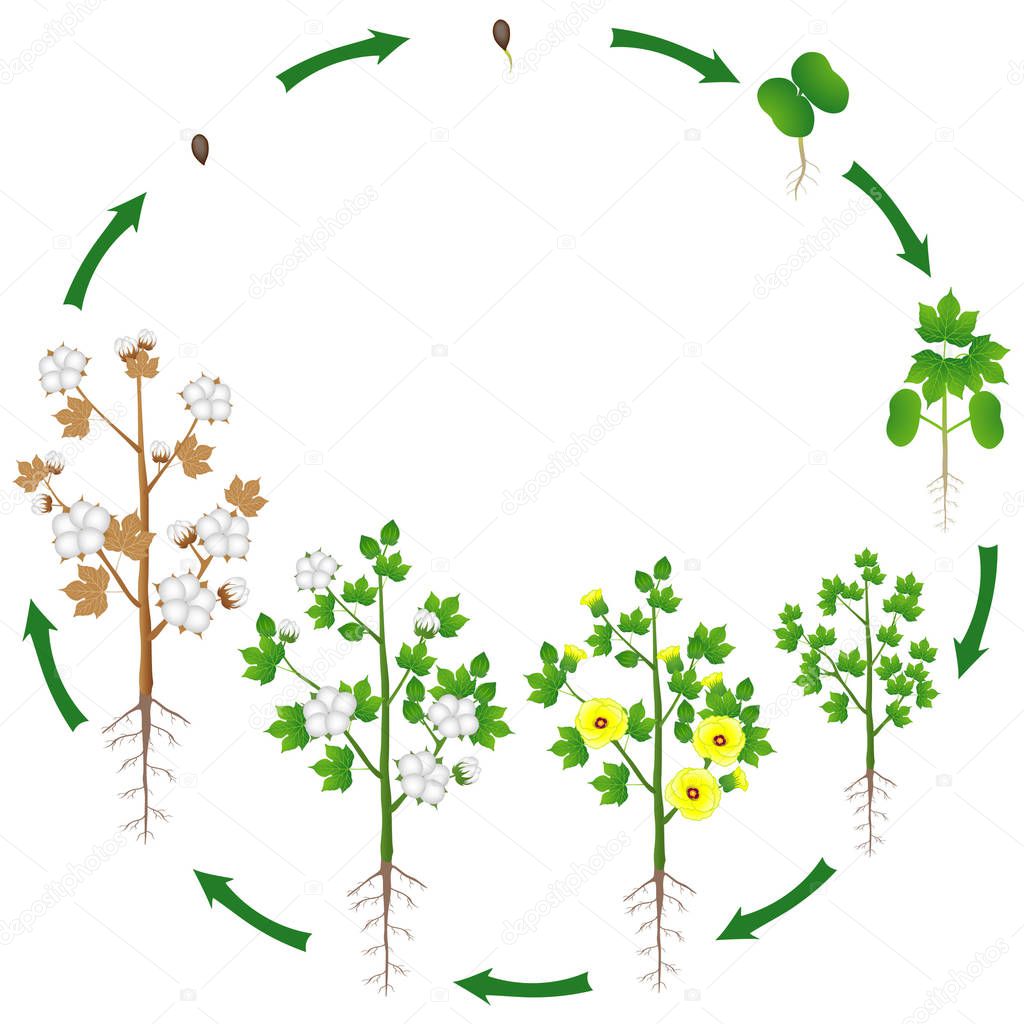 Pictures cotton plant life cycle Life Cycle Cotton Plant White