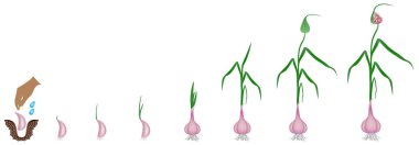 Cycle of growth of a plant of a garlic isolated on a white background. clipart