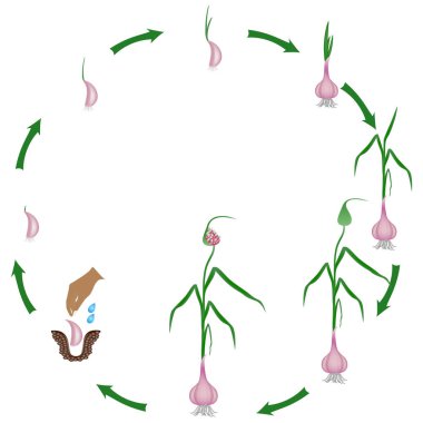 Life cycle of a garlic plant on a white background. clipart