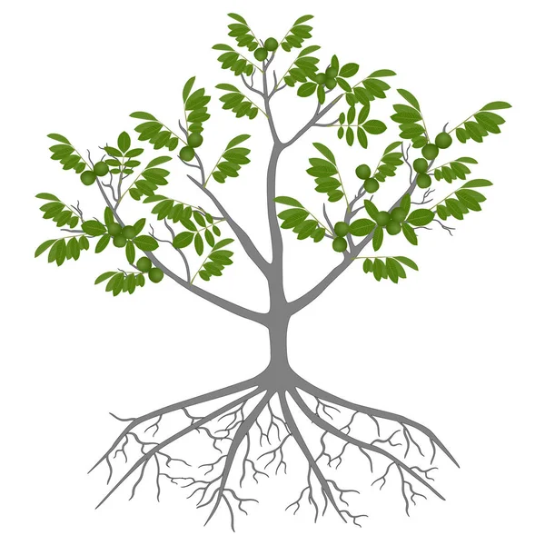 緑の果実と白い背景の上の根のクルミの木 — ストックベクタ