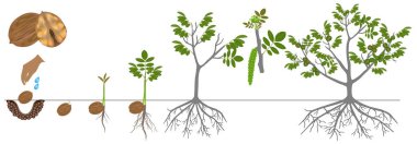 Beyaz bir arka plan üzerinde izole bir ceviz bir bitkinin büyüme döngüsü.