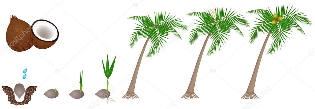 Cycle of growth of a plant of a coconut isolated on a white background.