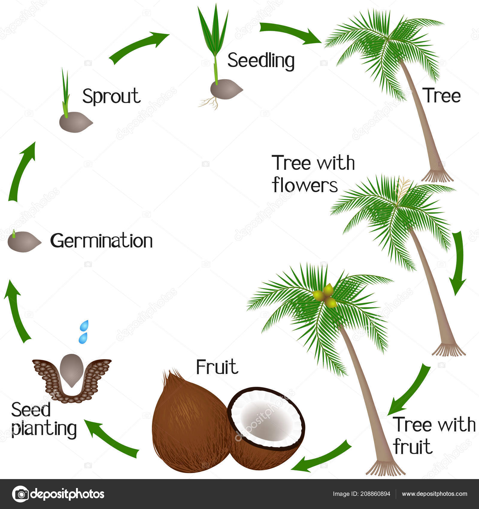 Coconut Tree Life Cycle