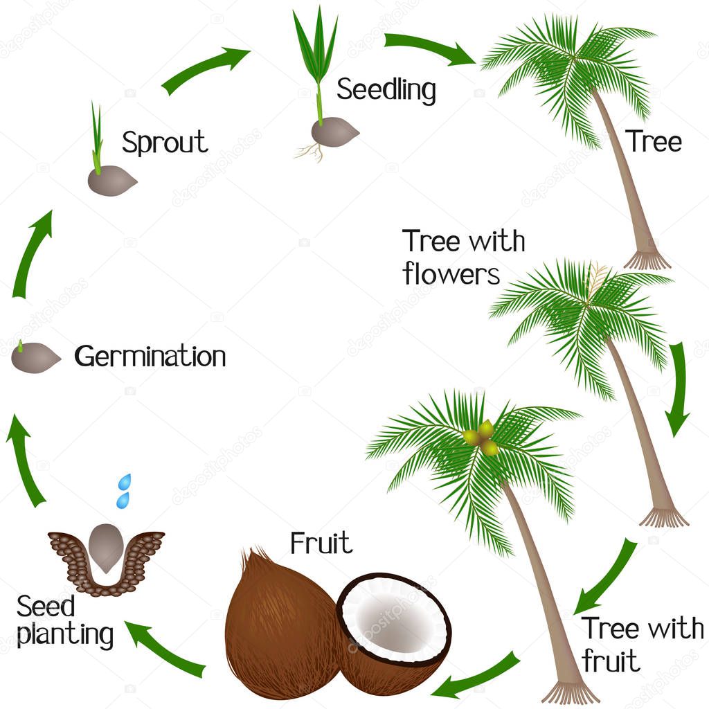 Cycle of a coconut plant growth isolated on white background.