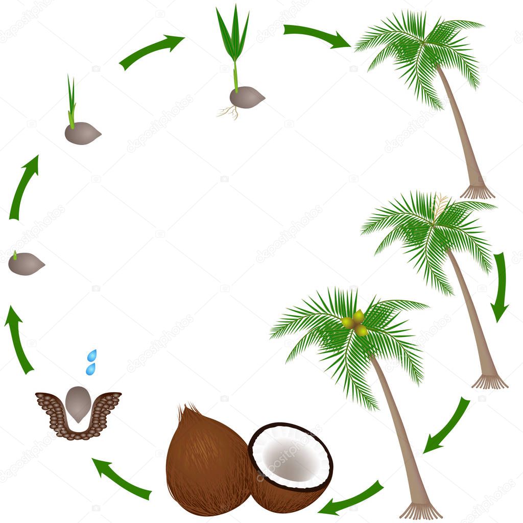 Life cycle of a coconut plant on a white background.