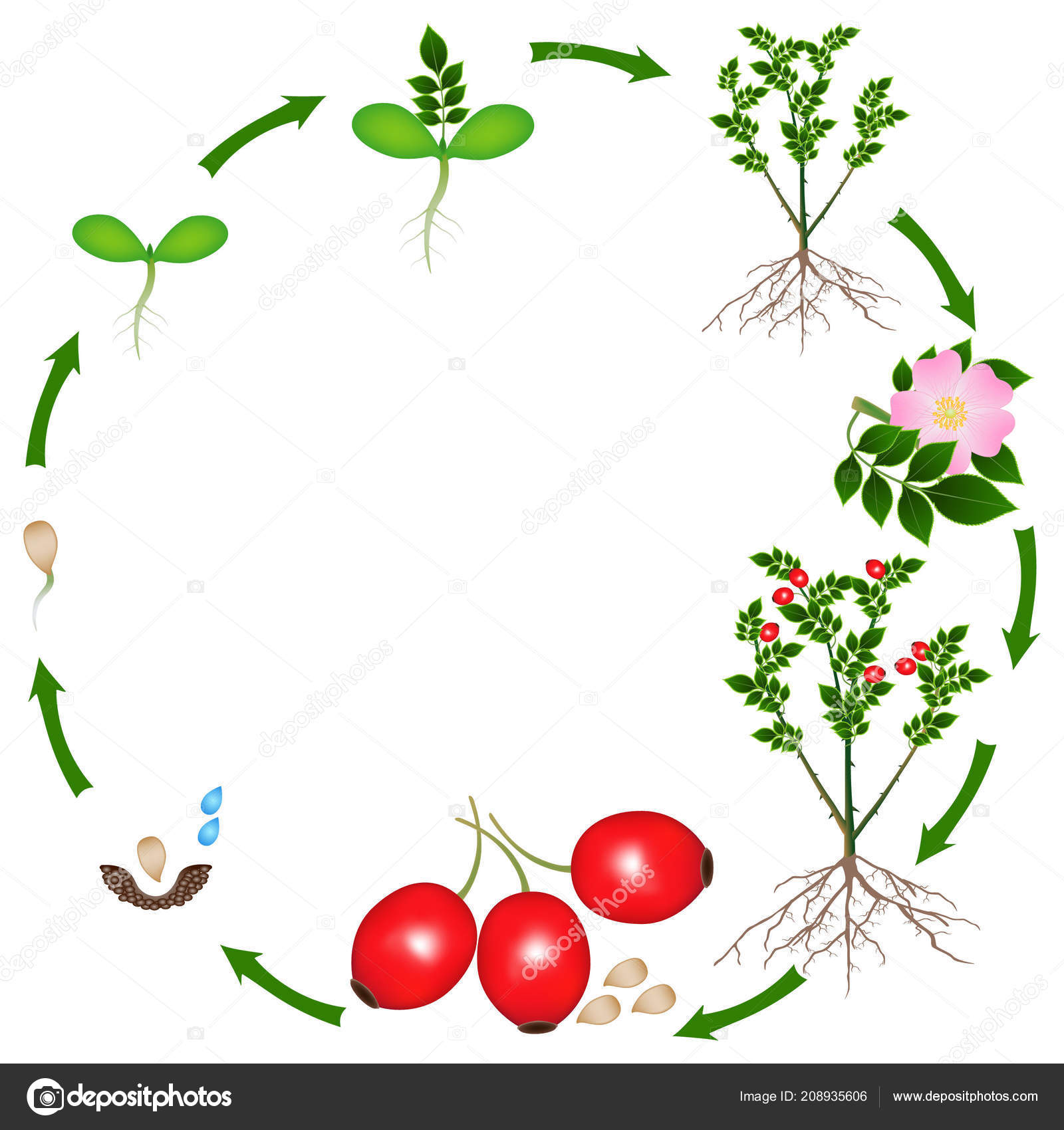 Life Cycle Rose Hips Plant White Background — Stock Vector © ZAQzaq81 ...