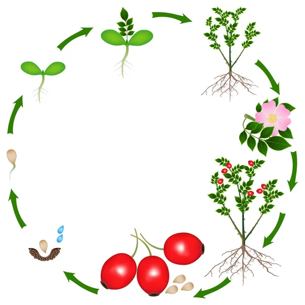 白い背景にローズヒップの植物のライフ サイクル — ストックベクタ