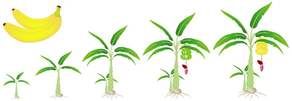 Beyaz Bir Arka Plan Üzerinde Izole Bir Muz Bitki Büyüme — Stok Vektör
