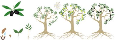 Beyaz bir arka plan üzerinde izole bir zeytin bir bitkinin büyüme döngüsü.