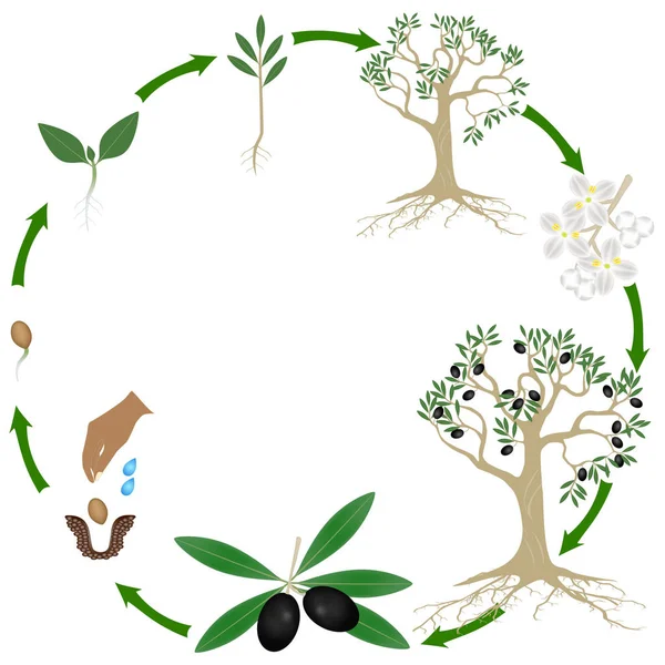 Life Cycle Olives Plant White Background — Stock Vector