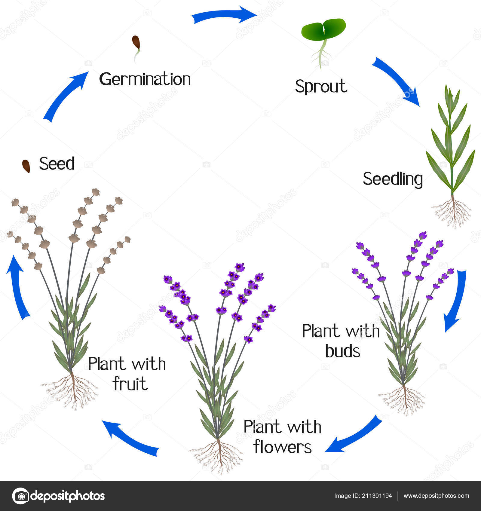 Cycle Lavender Plant Growth Isolated White Background Vector Image By C Zaqzaq81 Vector Stock 211301194