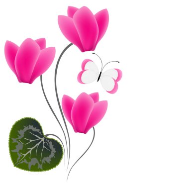 Beyaz arka plan üzerinde kelebek ile pembe Siklamen.