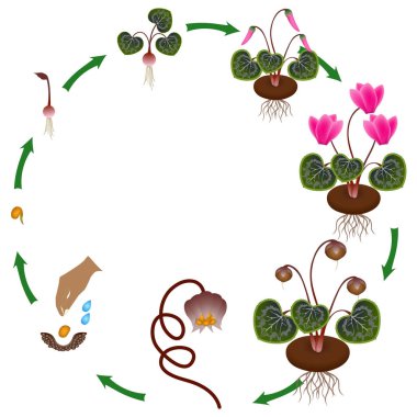 Beyaz zemin üzerinde bir Siklamen bitkinin yaşam döngüsü.