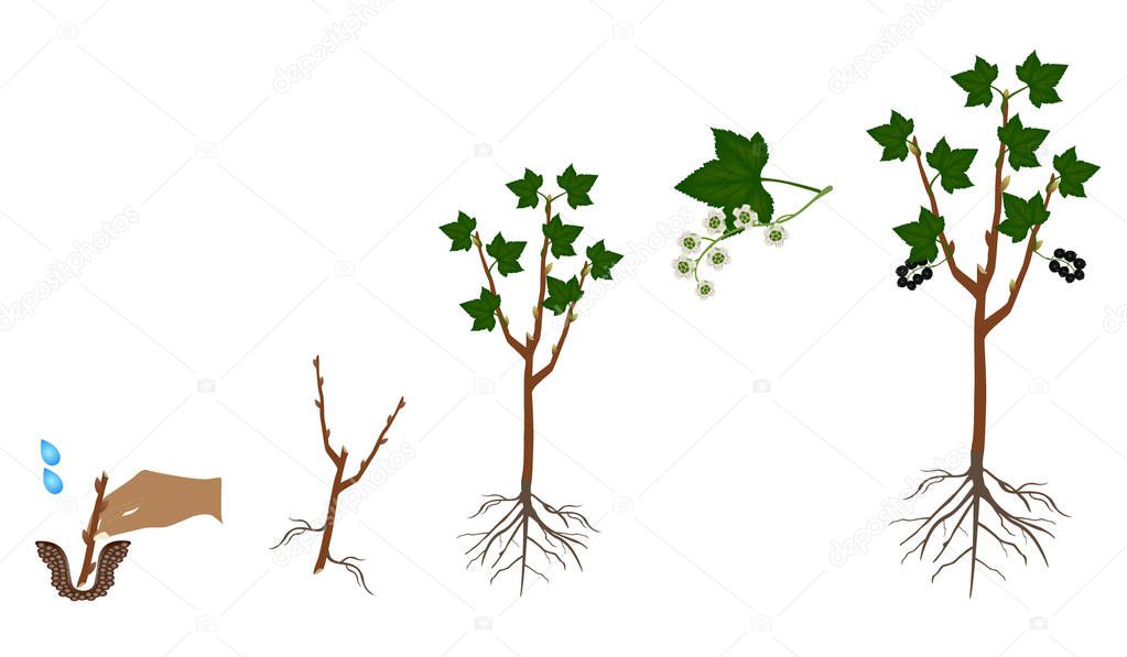 Cycle of growth of a bush of currant isolated on white background.