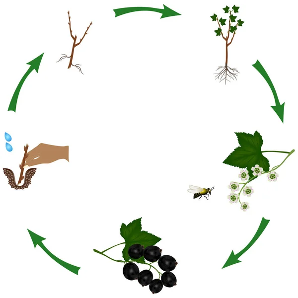 Life Cycle Bush Currant Isolated White — Stock Vector