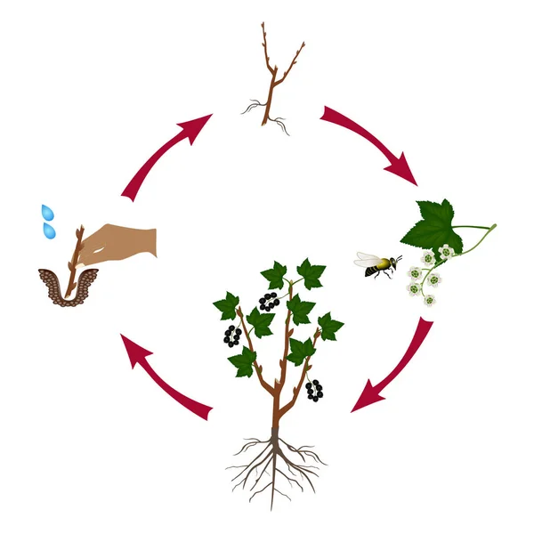 Cyklus Růstu Rostlin Rybízu Izolovaných Bílém Pozadí — Stockový vektor