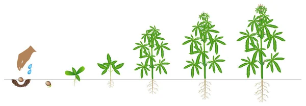 白い背景に分離された大麻の植物の成長のサイクル — ストックベクタ