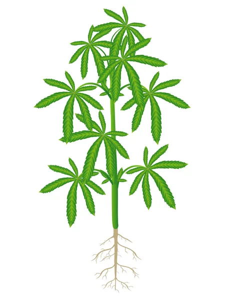Cannabisplantan Med Rötter Isolerad Vit Bakgrund — Stock vektor
