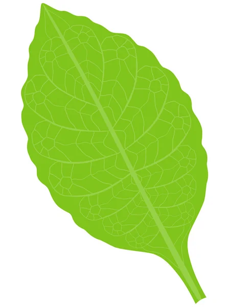白色背景查出的烟草绿色叶子 — 图库矢量图片