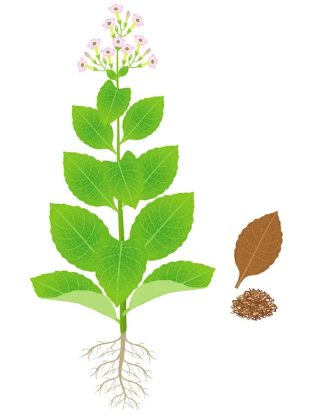 Zelené Kvetoucí Rostlina Tabáku Suché Listy Tabáku — Stockový vektor
