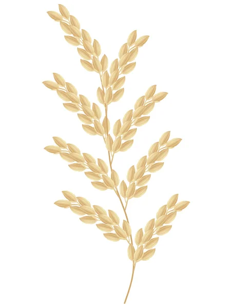 Spikelet Van Rijst Plant Geïsoleerd Witte Achtergrond — Stockvector