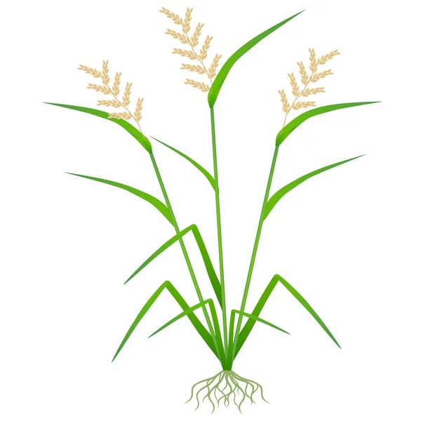 Planta Arroz Con Raíces Aisladas Sobre Fondo Blanco — Vector de stock