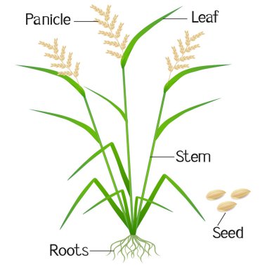 Bir pirinç bitki bölümlerini gösteren bir resim.