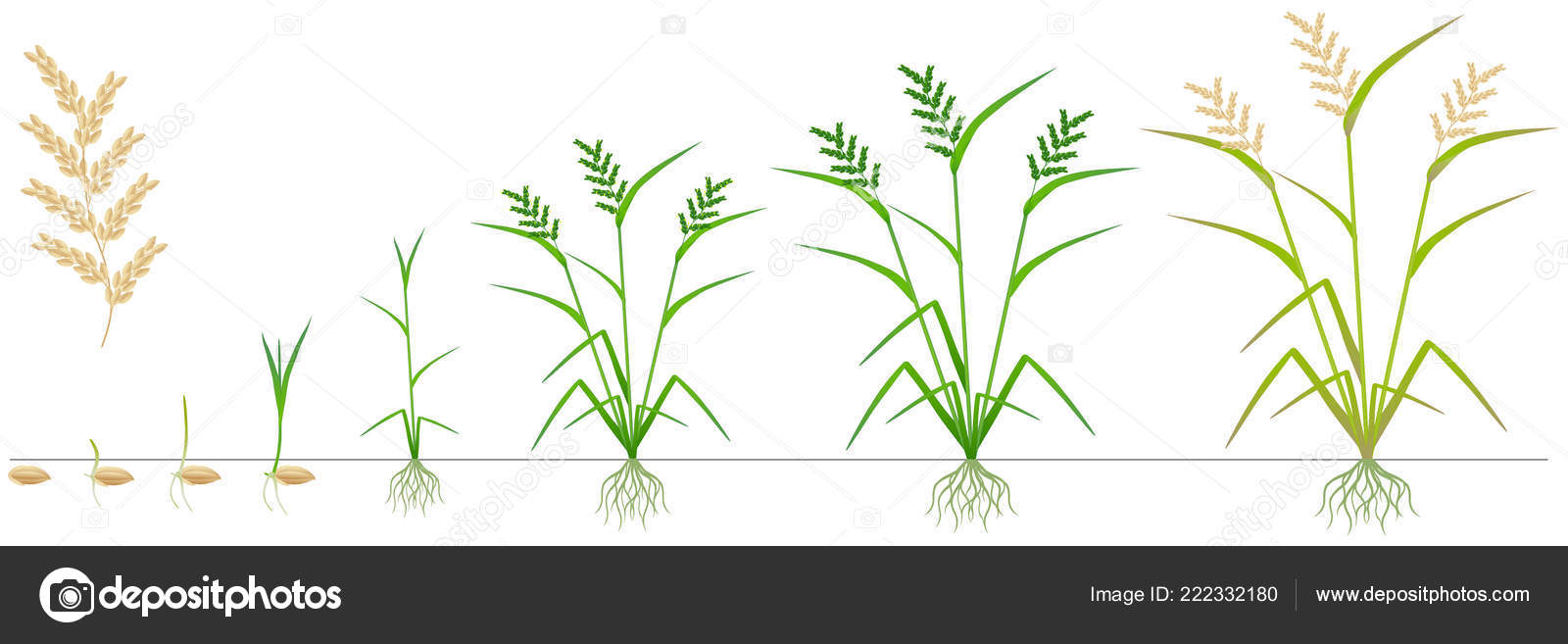 Image vectorielle Cycle Croissance D'une Plante Riz Sur Fond Blanc par  ©ZAQzaq81 - 222332180, image size:1600x657
