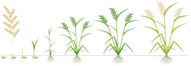 Beyaz zemin üzerinde bir pirinç bitkinin büyüme döngüsü.
